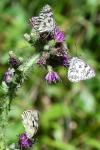 Melanargia galathea