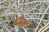 Aspitates gilvaria