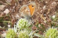 Coenonympha pamphilus