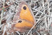 Pyronia tithonus