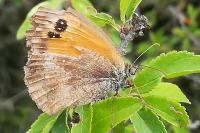 Pyronia tithonus