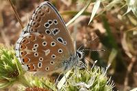 Lysandra bellargus
