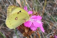 Colias