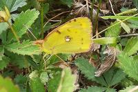 Colias