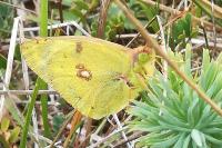 Colias