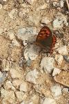 Lycaena phlaeas