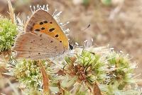Lycaena phlaeas