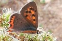 Lycaena phlaeas