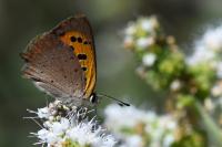Lycaena phlaeas