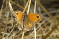Pyronia tithonus