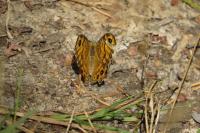 Lasiommata megera