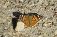 Vanessa cardui