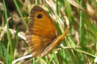 Pyronia tithonus