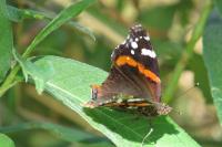 Vanessa atalanta
