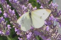 Pieris rapae