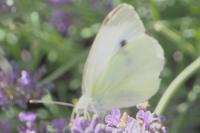 Pieris rapae