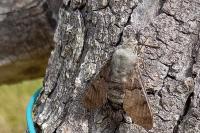 Macroglossum stellatarum