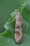 Nomophila noctuella