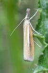 Agriphila selasella