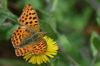 Issoria lathonia