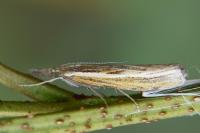 Agriphila tristella