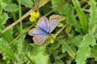 Polyommatus icarus