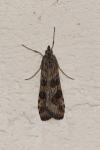 Nomophila noctuella