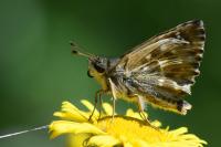 Carcharodus alceae