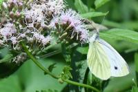 Pieris napi