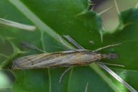 Agriphila tristella