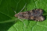 Nomophila noctuella
