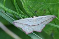 Timandra comae
