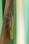Agriphila tristella