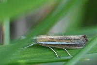 Agriphila tristella