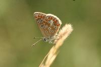 Aricia agestis