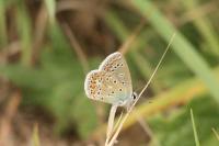 Polyommatus icarus
