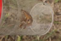 Pyronia tithonus