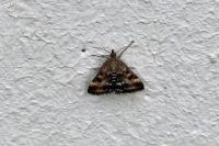 Pyrausta despicata