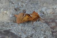 Triodia sylvina