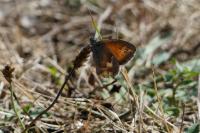 Coenonympha pamphilus