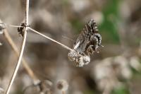 Cacyreus marshalli