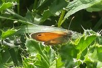 Coenonympha pamphilus