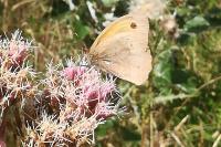 Maniola jurtina
