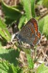 Aricia agestis