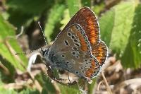 Aricia agestis