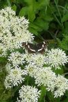 Araschnia levana