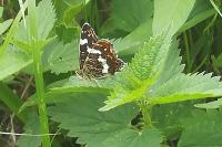Araschnia levana