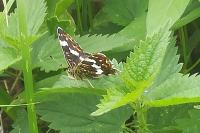 Araschnia levana