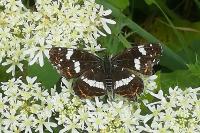 Araschnia levana