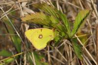 Colias crocea